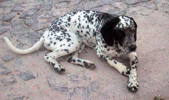 spotty the dog